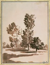 Baumstudie